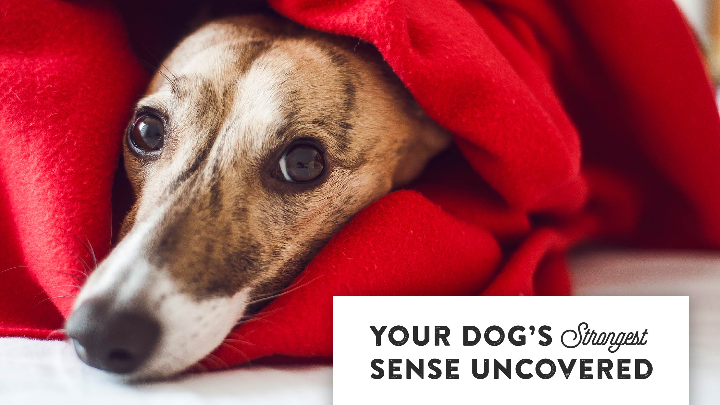 Your Dog's Strongest Sense Uncovered | Vita Bone